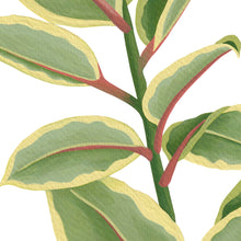 Load image into Gallery viewer, Ficus Tineke Art Print